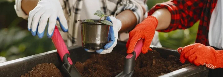 Zwei Personen beim Einpflanzen